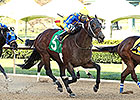 Lemon Drop Dream Heads Maryland Sprint H. Lemon Drop Dream Heads Maryland Sprint H.