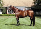 Slideshow: Progeny of Lemon Drop Kid Slideshow: Progeny of Lemon Drop Kid