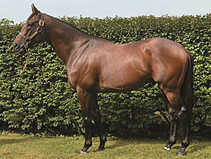 Barbaro Brother Lentenor to Stand in Indiana Barbaro Brother Lentenor to Stand in Indiana