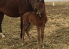 Barbaro's Brother Lentenor Sires First Foal Barbaro's Brother Lentenor Sires First Foal