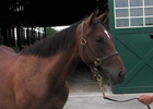 Top 10 Bloodhorse.com Videos of 2008 Top 10 Bloodhorse.com Videos of 2008