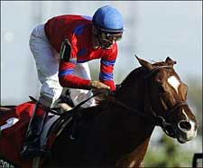 Turf Star Leroidesanimaux Retired to Stonewall Turf Star Leroidesanimaux Retired to Stonewall