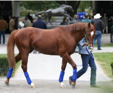 Eclipse Award: Leroidesanimaux, Turf Male Eclipse Award: Leroidesanimaux, Turf Male