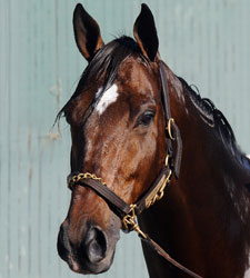 First Mares in Foal to Lewis Michael First Mares in Foal to Lewis Michael