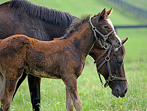 Liable Honored as Broodmare of the Year Liable Honored as Broodmare of the Year