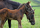 Liable Honored as Broodmare of the Year Liable Honored as Broodmare of the Year