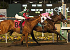 CashCall Futurity, Starlet Nominations Rise CashCall Futurity, Starlet Nominations Rise