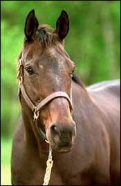 Champion Mare Life's Magic Dead Champion Mare Life's Magic Dead