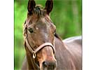 Champion Mare Life's Magic Dead