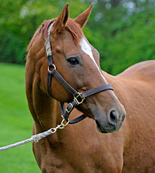 Lisa Danielle is KY Broodmare of the Year Lisa Danielle is KY Broodmare of the Year