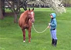 Lisa Danielle, Dam of Wise Dan Lisa Danielle, Dam of Wise Dan