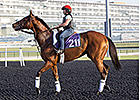 Little Mike, Monterosso Meet at Meydan Little Mike, Monterosso Meet at Meydan