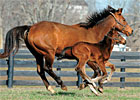 2011 Thoroughbred Live Foal Report