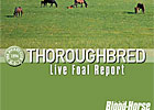 2012 Thoroughbred Live Foal Report