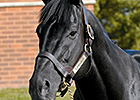 Darley Sire Lonhro Enters Australian Hall Darley Sire Lonhro Enters Australian Hall