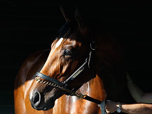 No Travers for 'Lucky'; Colt Had Fever No Travers for 'Lucky'; Colt Had Fever