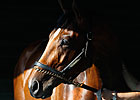 No Travers for 'Lucky'; Colt Had Fever No Travers for 'Lucky'; Colt Had Fever