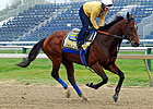 Co-Favorites in Early Preakness Wagering