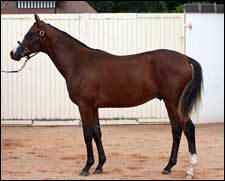 Brisk Trade at Select Sessions Lift Deauville