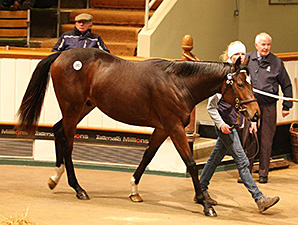 Rip Van Winkle Colt Tops Tattersalls Sale Rip Van Winkle Colt Tops Tattersalls Sale