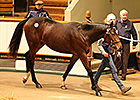 Rip Van Winkle Colt Tops Tattersalls Sale Rip Van Winkle Colt Tops Tattersalls Sale
