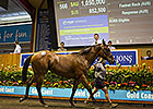 Fastnet Rock Filly Tops Gold Coast Session Fastnet Rock Filly Tops Gold Coast Session