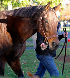 Grade I-Winning Mare Lotka Dies at Our Mims Grade I-Winning Mare Lotka Dies at Our Mims