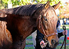 Grade I-Winning Mare Lotka Dies at Our Mims Grade I-Winning Mare Lotka Dies at Our Mims