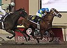 Louies Flower Blooms in Springboard Mile Louies Flower Blooms in Springboard Mile