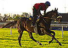 Lucayan Well-Spotted in Hollywood Turf Cup Lucayan Well-Spotted in Hollywood Turf Cup
