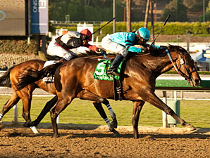 Cal Cup, Sunshine Millions to Combine in 2014 Cal Cup, Sunshine Millions to Combine in 2014