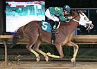 Lucy's Bob Boy Stands Out in Rich WV Classic Lucy's Bob Boy Stands Out in Rich WV Classic