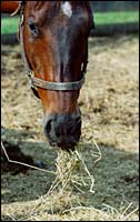 Foal Losses: View From the Field Foal Losses: View From the Field