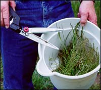 Forage Testing Pointing to Molds and Mycotoxins Forage Testing Pointing to Molds and Mycotoxins