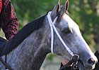 Denis of Cork, Macho Again Doing Well