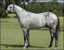Macho Uno to Adena Springs Kentucky Macho Uno to Adena Springs Kentucky