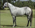 Macho Uno to Adena Springs Kentucky Macho Uno to Adena Springs Kentucky