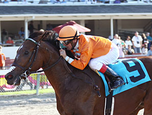 Multiple Graded Winner Mad Flatter Retired Multiple Graded Winner Mad Flatter Retired