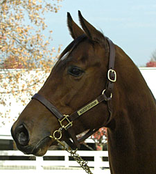Grade I Winner/Producer Madcap Escapade Dies Grade I Winner/Producer Madcap Escapade Dies