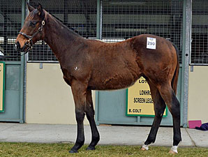 Fastnet Rock Weanling Tops at Magic Millions Fastnet Rock Weanling Tops at Magic Millions