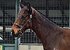 Fastnet Rock Weanling Tops at Magic Millions Fastnet Rock Weanling Tops at Magic Millions