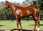 Spendthrift Buys Record-Priced Sepoy Colt Spendthrift Buys Record-Priced Sepoy Colt
