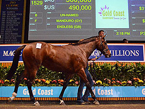 Manduro Filly Tops Day One at Magic Millions Manduro Filly Tops Day One at Magic Millions