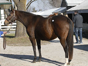 Magnificent Honour Commands $600,000 Magnificent Honour Commands $600,000