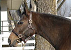 Magnificent Honour Commands $600,000 