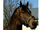 Malibu Moon to Stand for $40,000