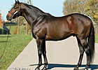 Malibu Moon to Stand for $60,000 Malibu Moon to Stand for $60,000
