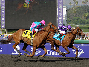 BC Winner Man of Iron in Tattersalls Sale BC Winner Man of Iron in Tattersalls Sale