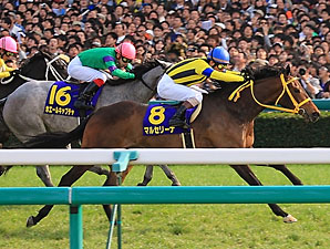 Marcellina Captures Japan's Thousand Guineas Marcellina Captures Japan's Thousand Guineas