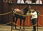 Scat Daddy Colt Sells for $400,000 at OBS Scat Daddy Colt Sells for $400,000 at OBS